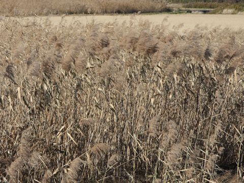 Phragmites communis