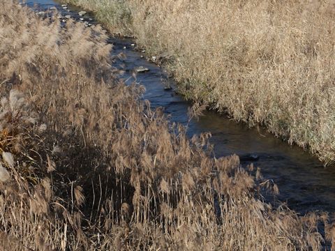 Phragmites communis