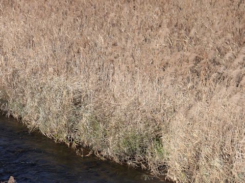 Phragmites communis