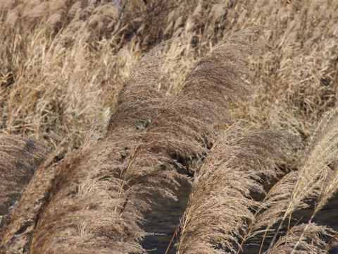 Phragmites communis