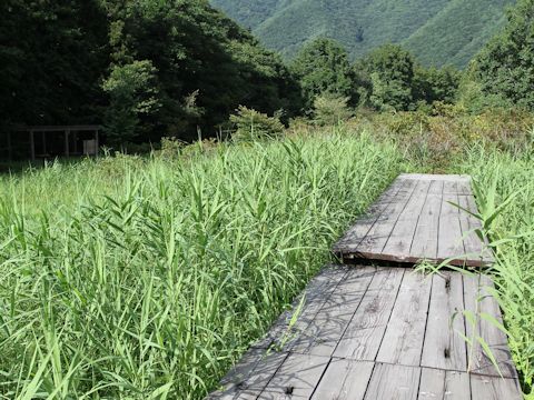 Phragmites communis