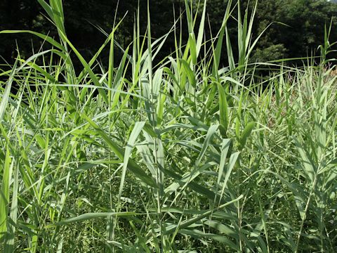 Phragmites communis