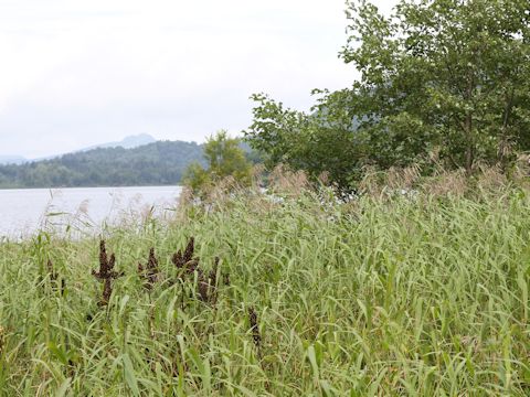 Phragmites communis