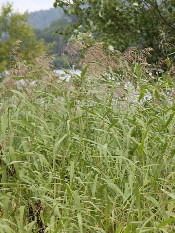 Phragmites communis