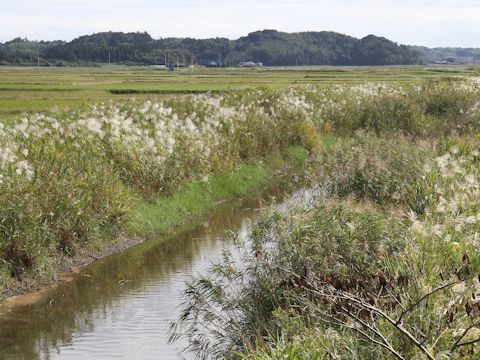 Phragmites communis