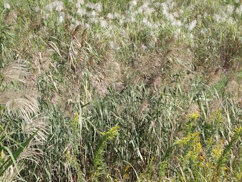 Phragmites communis