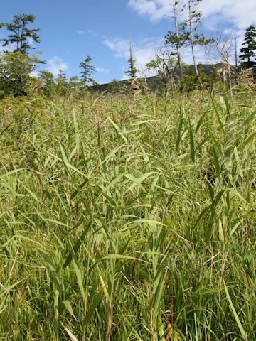 Phragmites communis