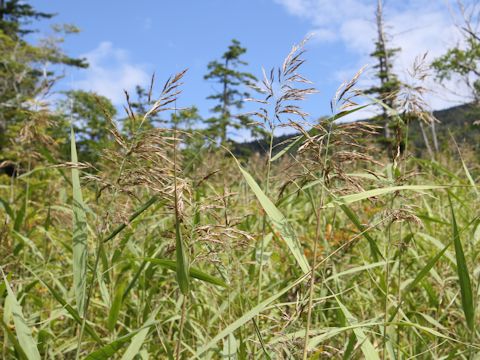 Phragmites communis