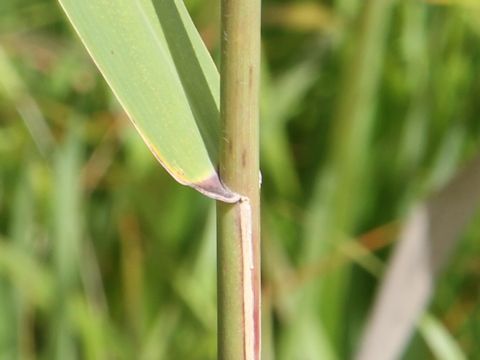 Phragmites communis