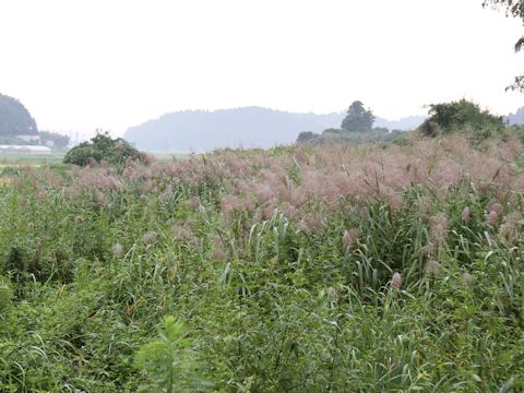 Phragmites communis