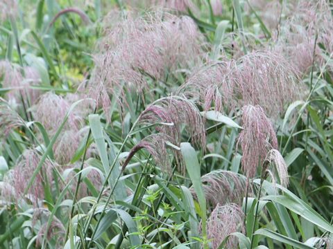 Phragmites communis