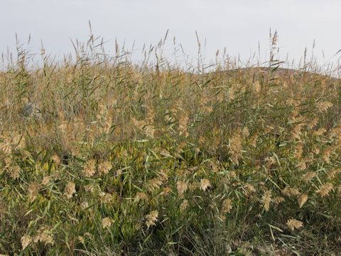 Phragmites communis