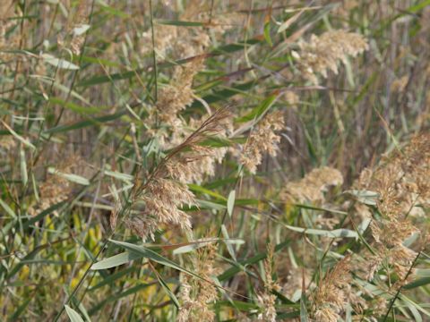 Phragmites communis