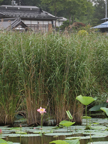 Phragmites communis