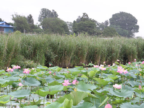 Phragmites communis