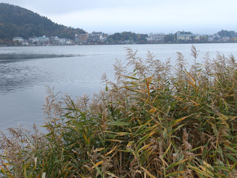 Phragmites communis