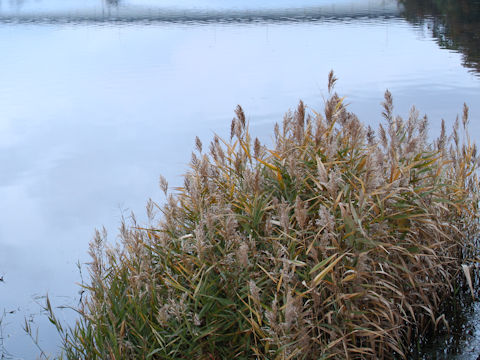 Phragmites communis