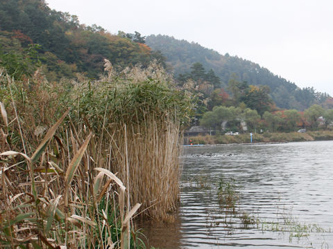 Phragmites communis