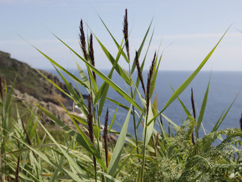 Phragmites communis