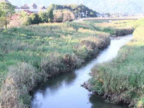 Phragmites communis