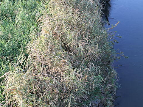 Phragmites communis