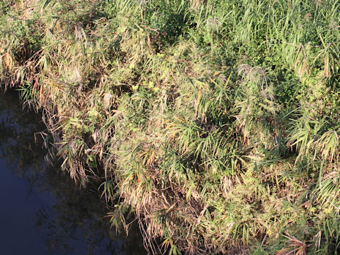 Phragmites communis