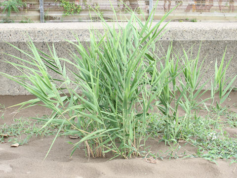 Phragmites communis