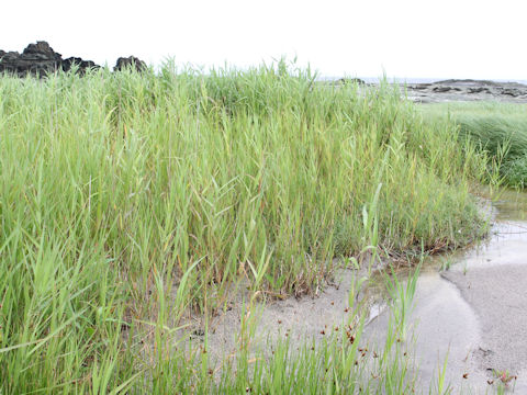 Phragmites communis