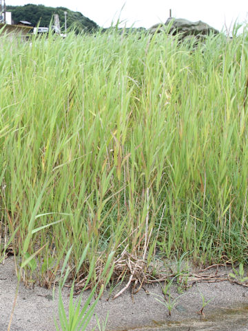 Phragmites communis