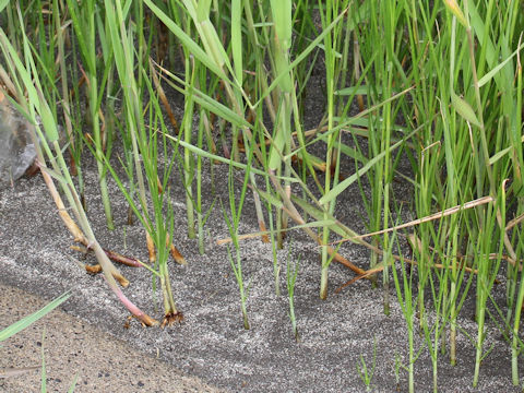 Phragmites communis