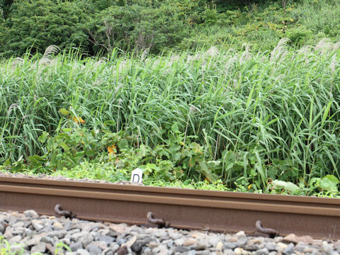 Phragmites communis