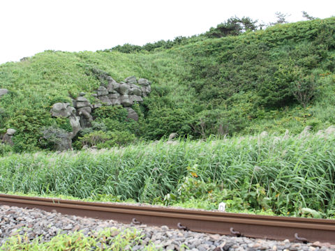 Phragmites communis