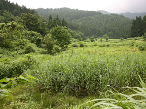 Phragmites communis