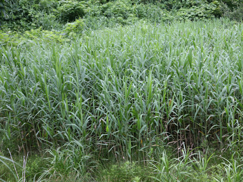 Phragmites communis