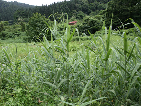 Phragmites communis