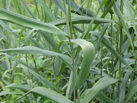 Phragmites communis