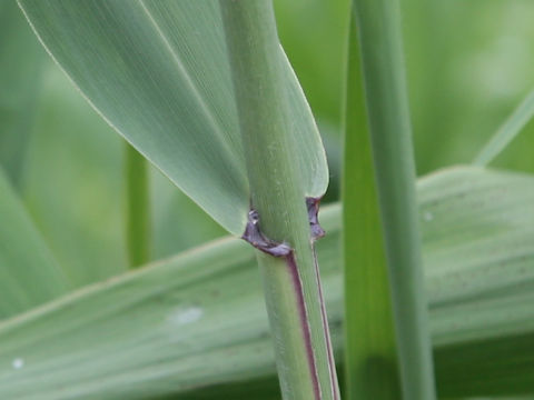 Phragmites communis