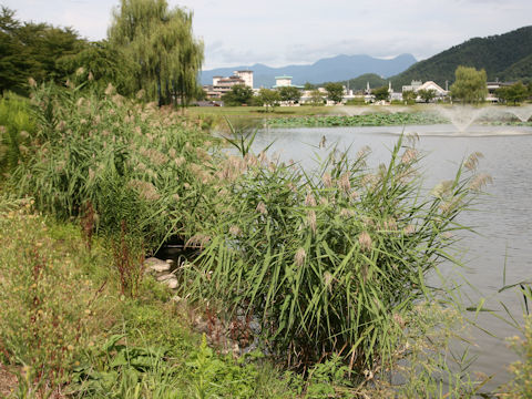 Phragmites communis