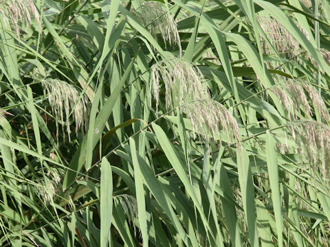 Phragmites communis