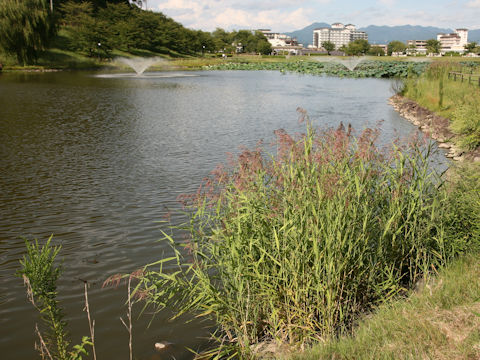 Phragmites communis