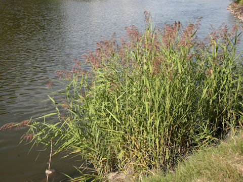 Phragmites communis