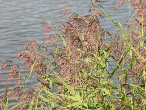 Phragmites communis