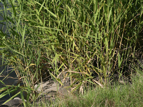 Phragmites communis