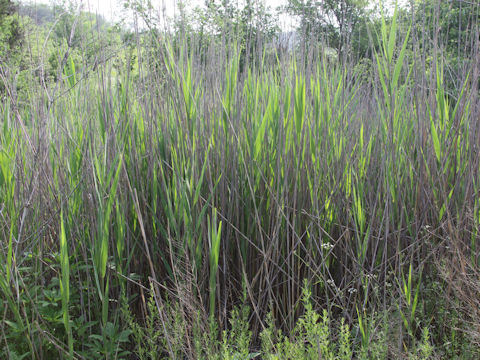 Phragmites communis