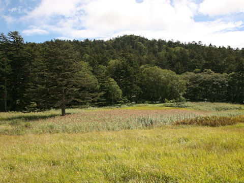 Phragmites communis