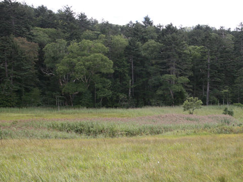 Phragmites communis