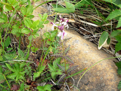 Pedicularis chamissonis var. japonica