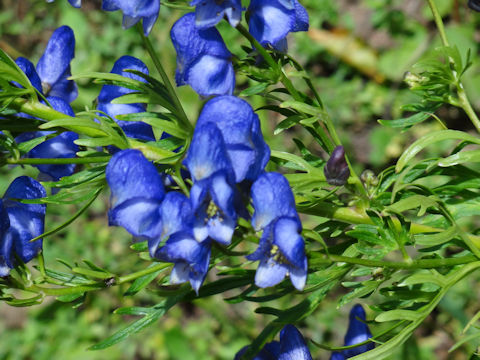 Aconitum napellus