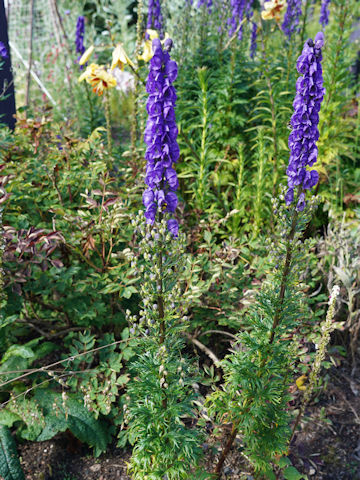 Aconitum napellus