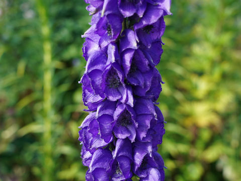 Aconitum napellus